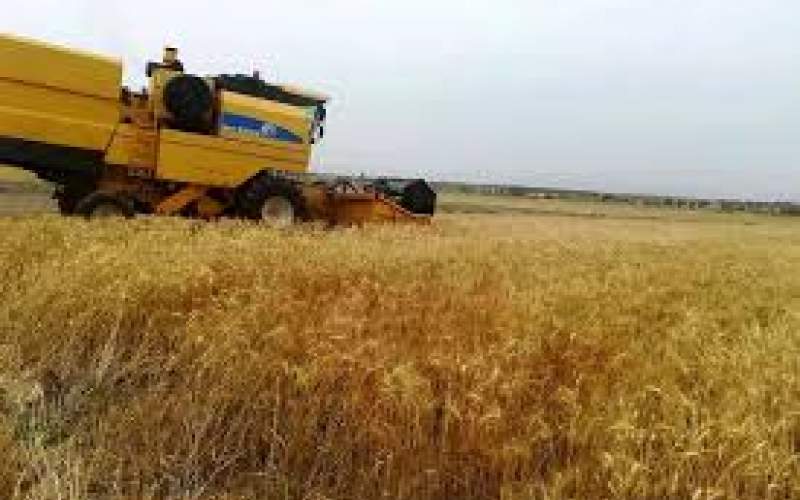 ​رشد ۲۸ درصدی تولید گندم در ۱۰ سال اخیر