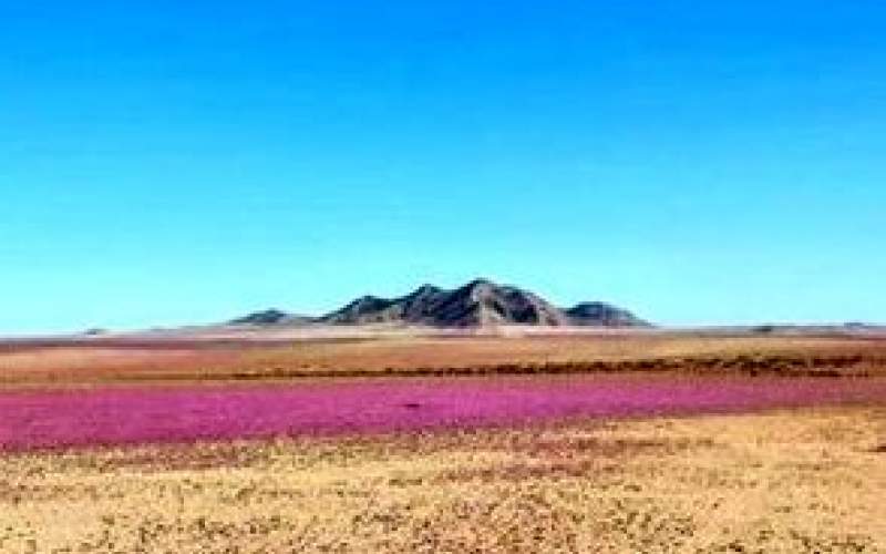 خشک‌ترین صحرای دنیا گلباران شد!