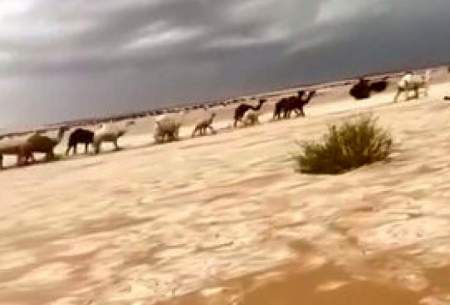 تبدیل شدن صحرا به رودخانه یخی در عربستان