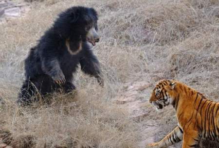 عاقبت حمله ببر به خرس تنبل سیاه/فیلم