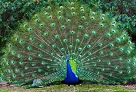 رویت طاووس سیاه رنگ در کاشان/فیلم