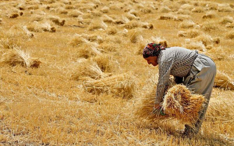 بدهی ۱۱۰ همتی دولت به گندمکاران