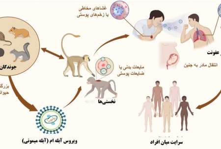 آبله میمونی چطور منتقل می‌شود؟