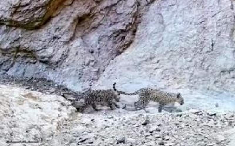 ثبت تصویر پلنگ مادر به همراه دو توله در سمنان