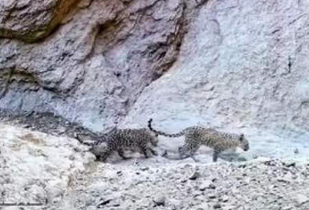 ثبت تصویر پلنگ مادر به همراه دو توله در سمنان