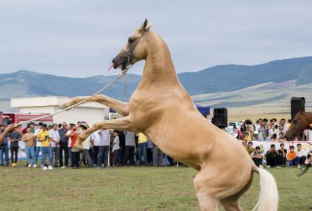 جشنواره زیبایی اسب اصیل ترکمن  <img src="https://cdn.baharnews.ir/images/picture_icon.gif" width="16" height="13" border="0" align="top">