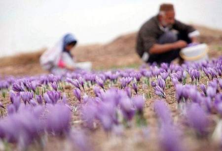 ۸۰ درصد زعفران دنیا در ایران تولید می‌شود