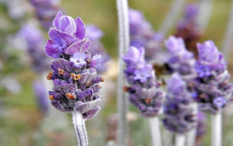 ۸ گیاه جادویی برای آرامش اعصاب را بشناسید