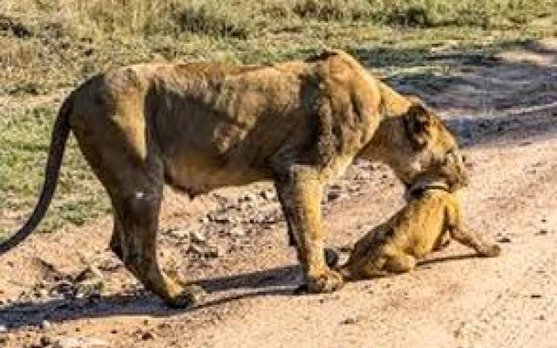 تلاش عجیب مادر برای نجات فرزندش از مرگ