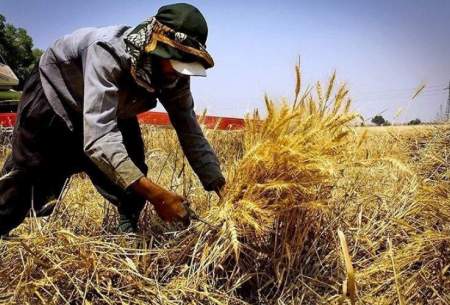 مطالبات گندم‌کاران تا پایان هفته تسویه می‌شود