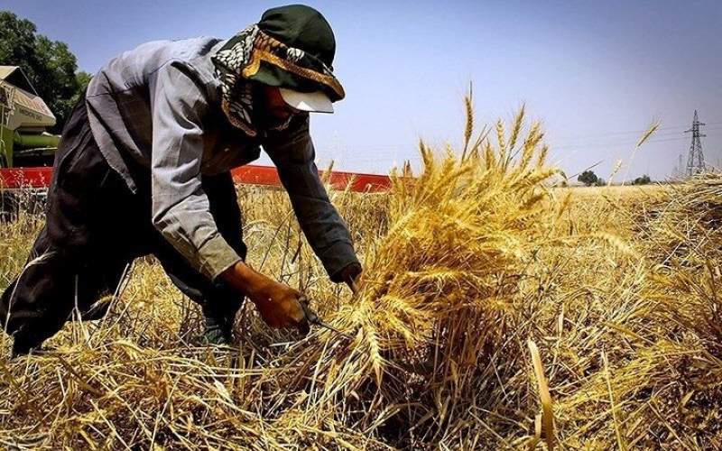 امروز با گندمکاران تسویه می‌شود