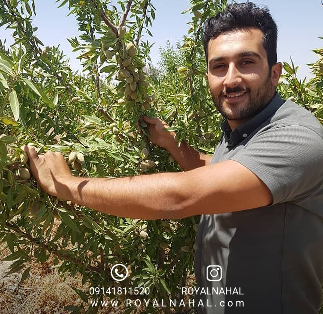 خرید بهترین نهال بادام خرید بهترین نهال بادام