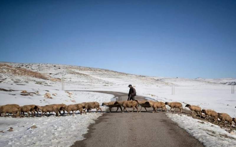 جان باختن چوپان و گله‌اش از شدت سرما