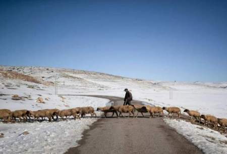 جان باختن چوپان و گله‌اش از شدت سرما