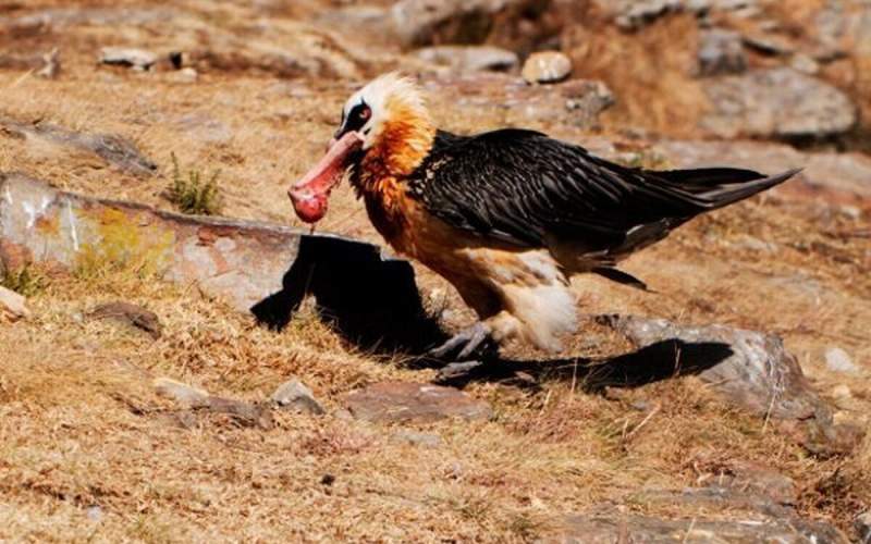 قورت دادن استخوان بزرگ توسط کرکس‌غول‌پیکر