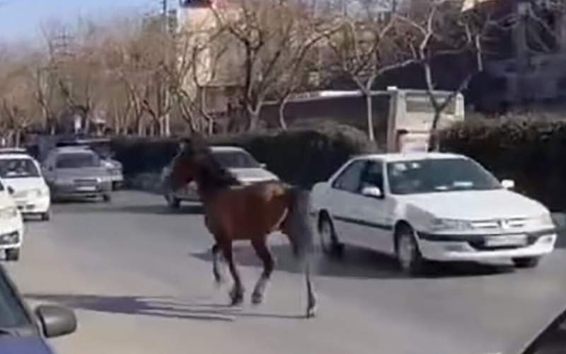 جنجال اسب‌های سرگردان در خیابان‌های مشهد!