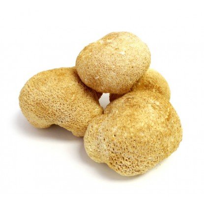 قارچ یال شیر