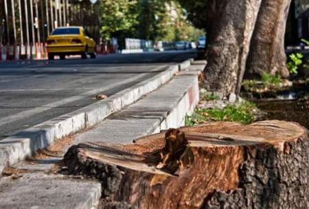 متهمان نابودی چنارهای قشنگ‌ترین خیابان تهران