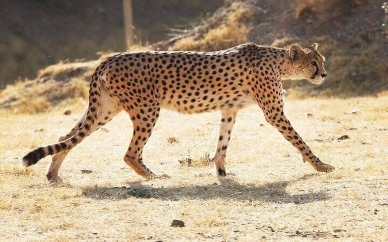 «هلیا» یوز جدید میهمان میاندشت جاجرم