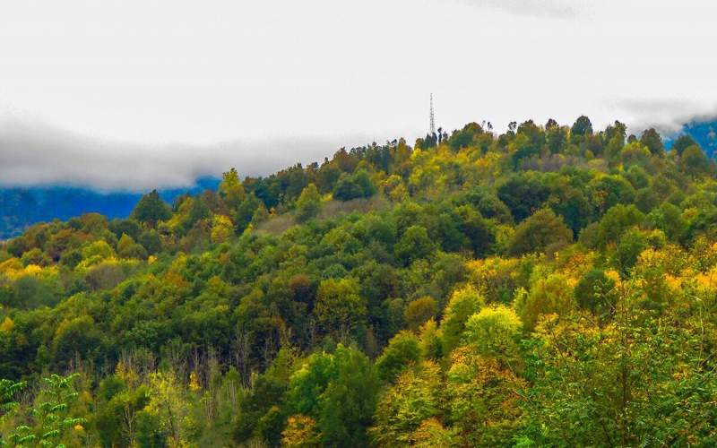 مهاجم قاتل به جنگل هیرکانی رسید