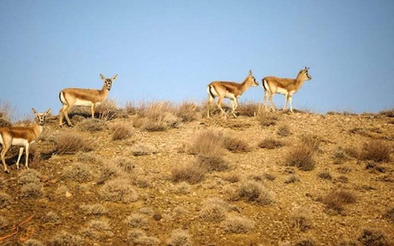 رقص آهوهای گلستان در آغوش دشت