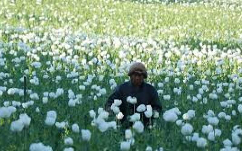 کشت خشخاش تنها گزینه ماست
