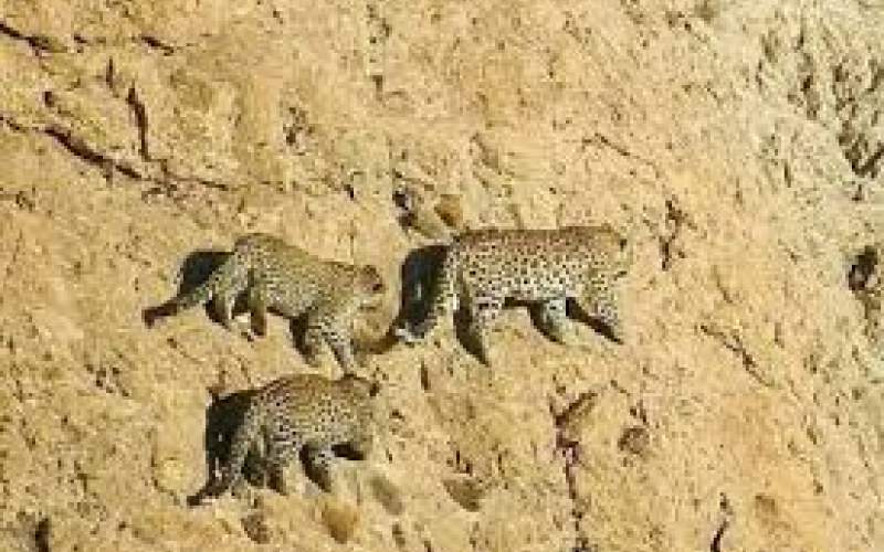صخره‌نوردی دو پلنگ در سوادکوه