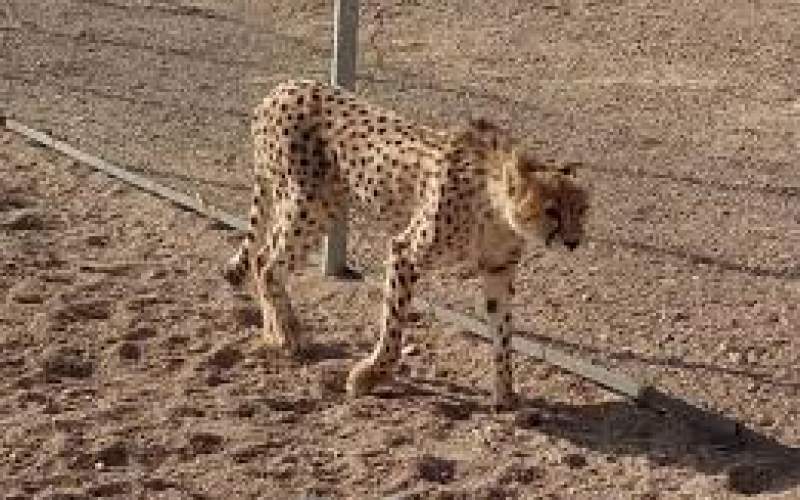 دلبر به «کلسی‌ویروس» مبتلا شده بود