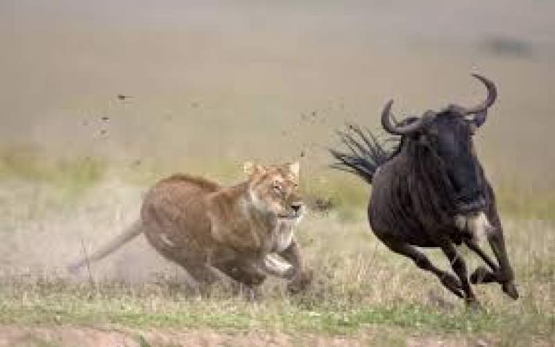ترفند یک شیر ماده برای شکار گوزن یالدار