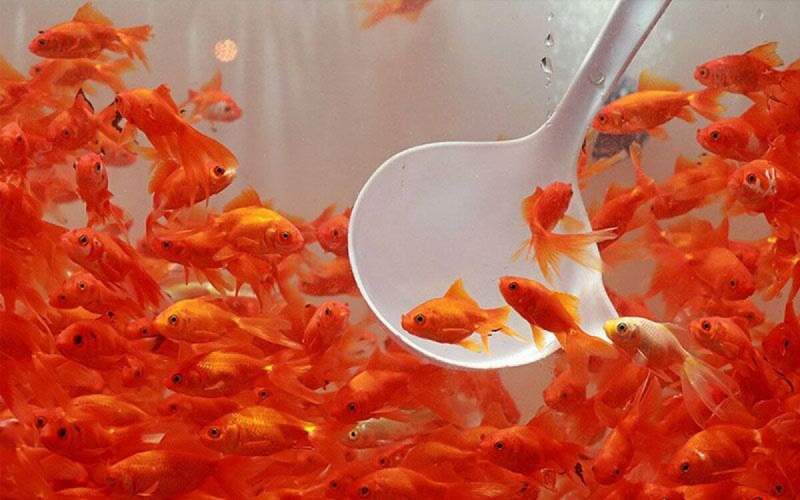 راهنمای نگهداری از ماهی قرمز شب عید