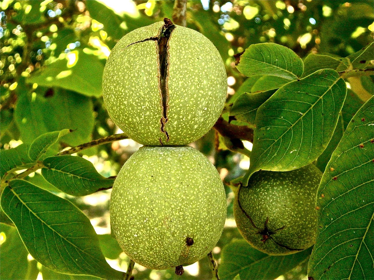نهال گردو جایا
