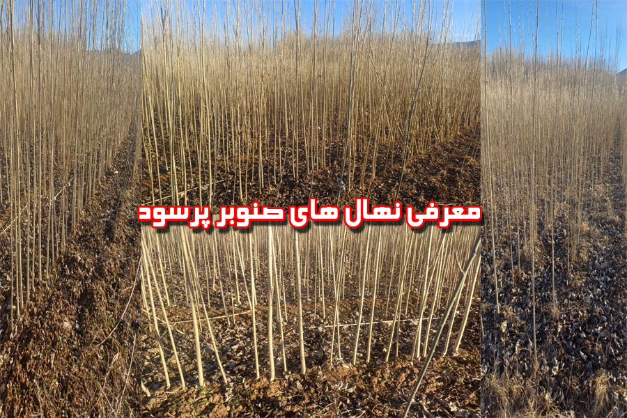 نهال صنوبر جایا