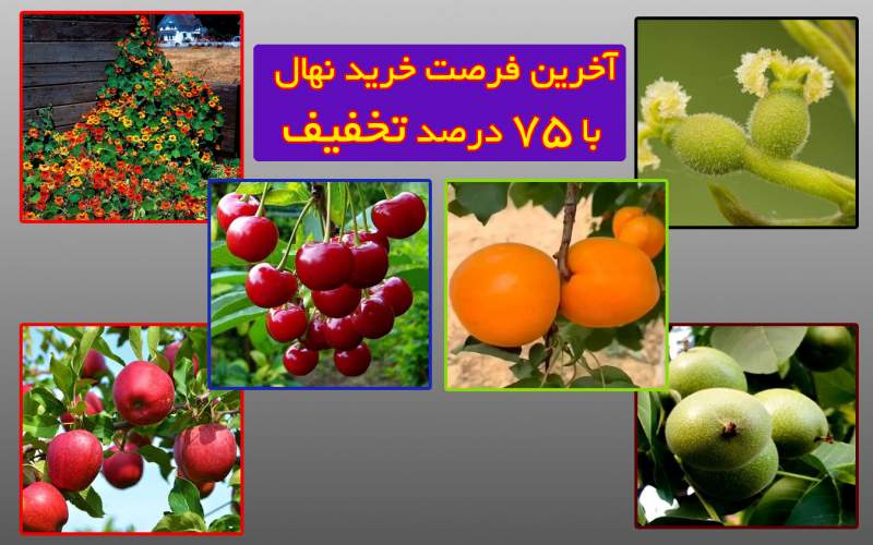 خرید نهال با تخفیف 75 درصد جایا