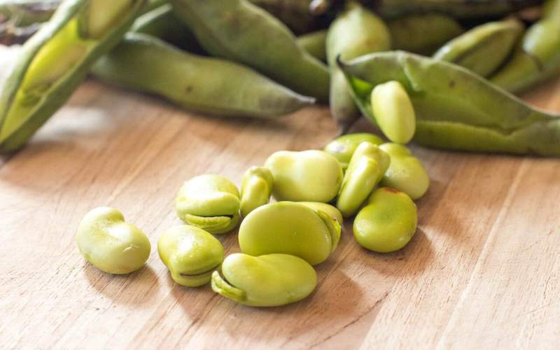 عوارض مصرف زیاد باقلا؛باقلا را با چی بخوریم ؟