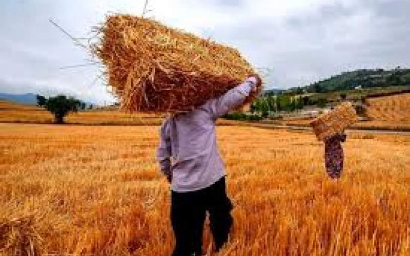 قیمت خرید تضمینی گندم اعلام شد