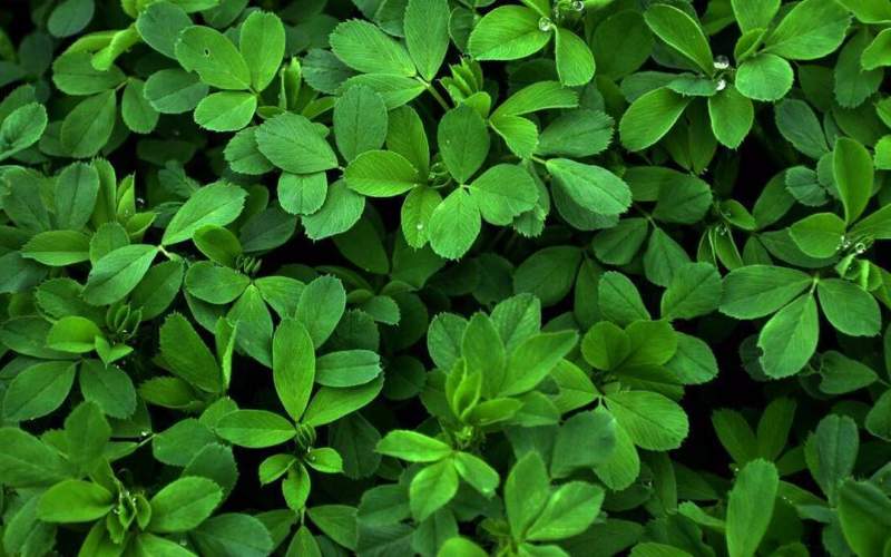 کاهش کلسترول خون با مصرف یک داروی گیاهی