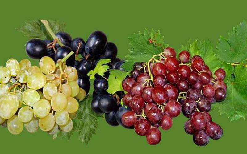 با خواص بی‌نظیر انگور آشنا شوید