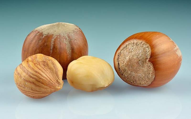 این مغز یک نوع مولتی‌ویتامین محسوب می‌شود