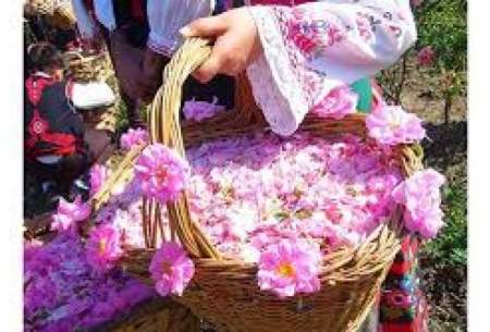 جشن گل و گلاب در قلب طبیعت بکر فارس