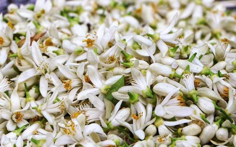 عطر بهار نارنج، جان شیراز را تازه می‌کند  