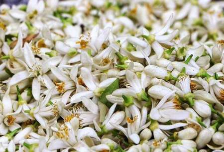 عطر بهار نارنج، جان شیراز را تازه می‌کند  