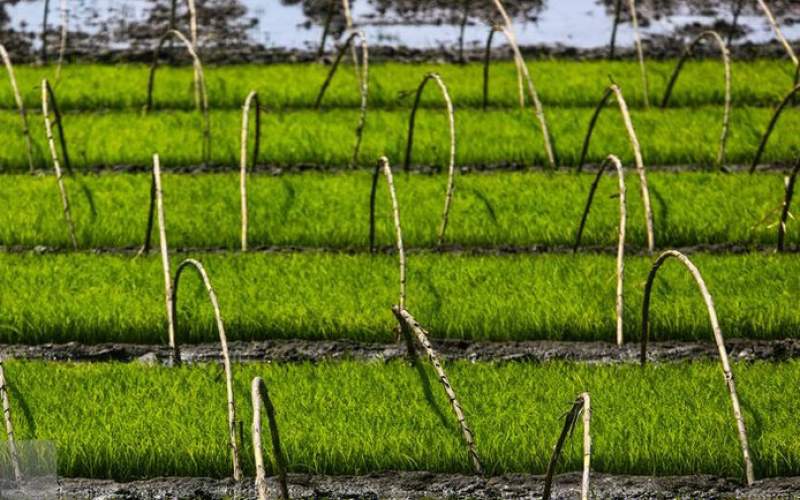 آغاز کشت نشا برنج در روستای قرآن تالار بابل  