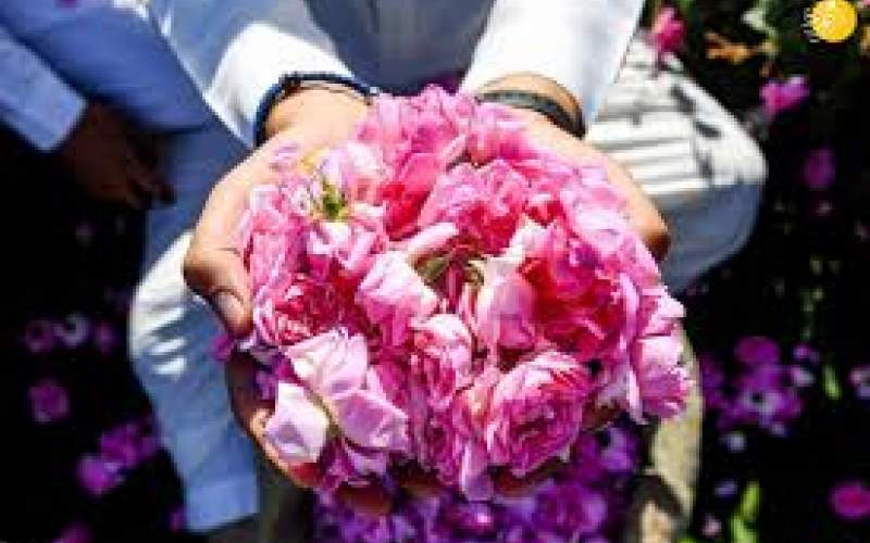 طائف، شهر گل‌های پادشاهان و عطر ملوکان