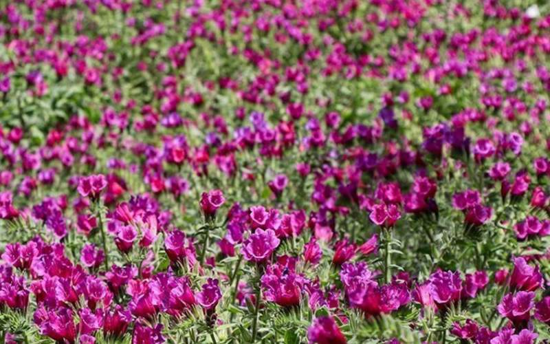 برداشت گل گاوزبان در اشکورات  