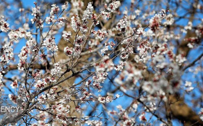 طبیعت بهاری دره‌های الوند  