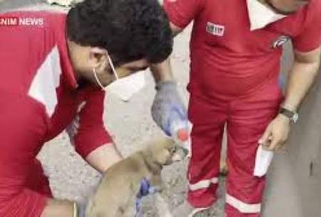 صحنه زیبا از نجات یک سگ در انفجار بندر عباس