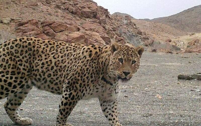 پلنگ ماده و توله اش در جنگل‌های هیرکانی