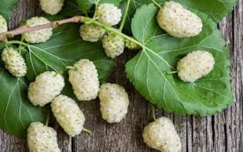 مراقب توت‌ خوری در خیابان باشید