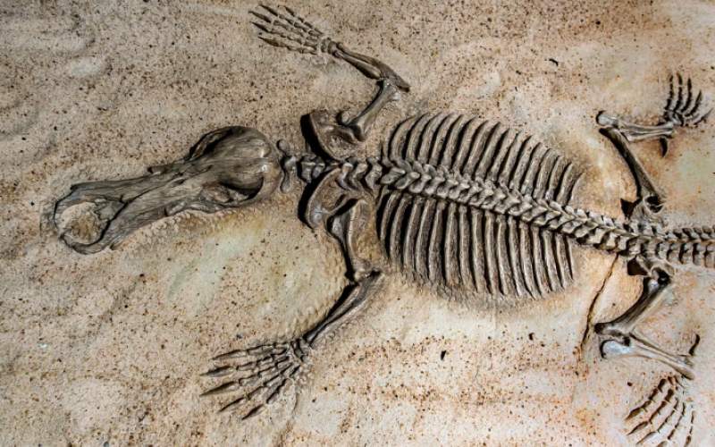 دلایل تبدیل شدن یا نشدن جانوران به فسیل