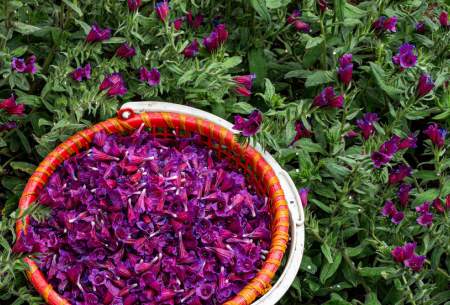 رودسر؛قطب اصلی تولید گل گاوزبان در ایران  